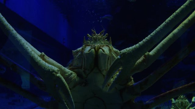 Large Crab on Aquarium Glass Slow Motion