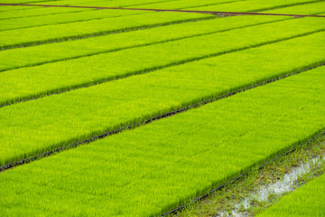Rice seedlings of farmers for planting