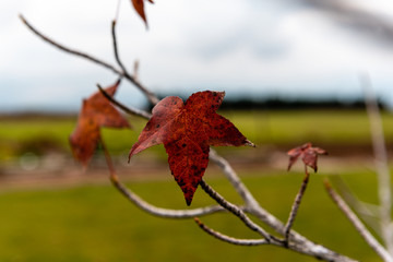 Autumn grape vine leaf with the background blurred out on a cloudy day in Mendoza, Argentina.