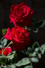 Red Roses Macro