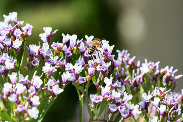 Obraz premium Bee on a Flower Macro