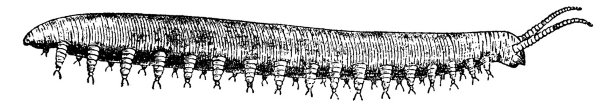 Velvet Worm, vintage illustration.
