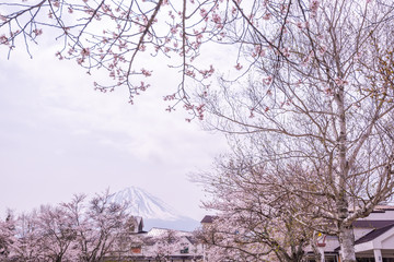 Mount Fuji and sakura cherry blossom in Japan spring season