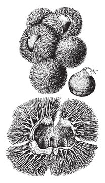 Chinquapin vintage illustration.