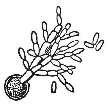Germinating spore vintage illustration.