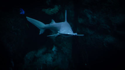 shark in an aquarium