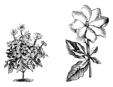 Habit and Detached Single Flower of Gardenia Thunbergia vintage illustration.
