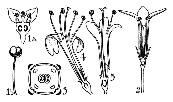 Orders of Rubiaceae and Valerianaceae vintage illustration.