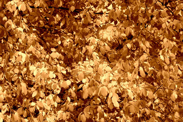 Bird cherry tree leaves in autumn day. Natural background brown color toned