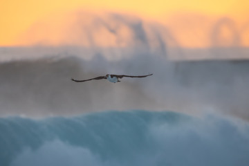 Pied cormorant over windy ocean waves