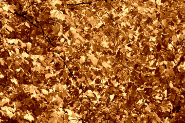 Bird cherry tree leaves in autumn day. Natural background brown color toned