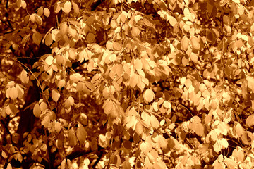 Bird cherry tree leaves in autumn day. Natural background brown color toned