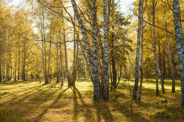 Fototapeta na wymiar Birch golden forest at the autumn.