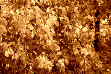 Bird cherry tree leaves in autumn day. Natural background brown color toned