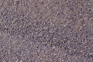 shells and wet sand backdrop