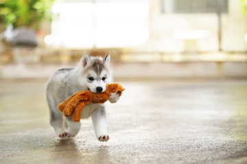 Siberian Husky puppy gray and white colors hold doll in mouth and running. Puppy playing with toy.