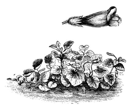 Habit and Flower of Antirrhinum Asarina vintage illustration.