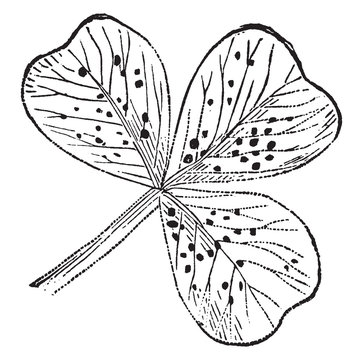 Clover vintage illustration.