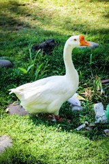 goose on green grass