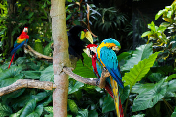colorful pair of parrots on a branch