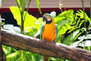 bird on a branch