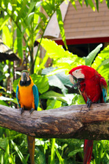 Obraz premium colorful parrots on a branch