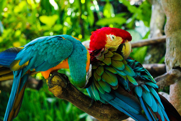 colorful pair of parrots 