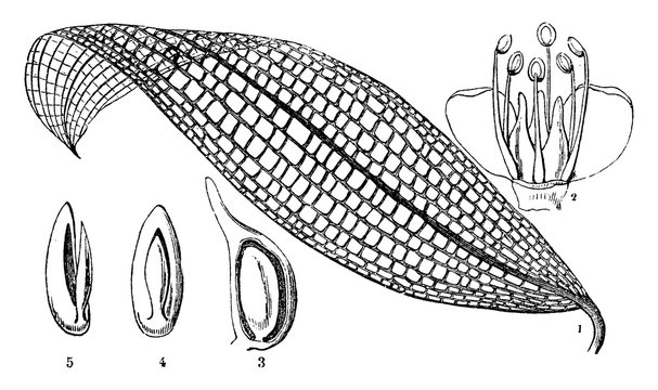 Arrowgrass vintage illustration.