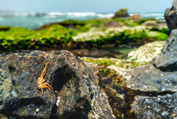 Small Orange Crab on The Stone Rock with Blurred Ocean Wave and Blue Beach Full of Green Seaweed as Background. Selective Focus