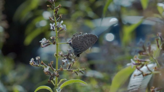 Lang's short-tailed blue butterfly gathering pollen of lemon verbena flowers before flying away