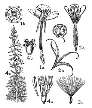 Orders of Onagraceae and Haloragidaceae vintage illustration.
