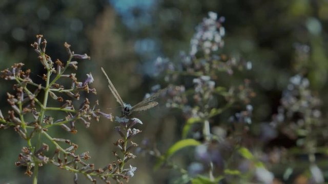 Lang's short-tailed blue butterfly gathering pollen of lemon verbena flowers in a garden in south of France