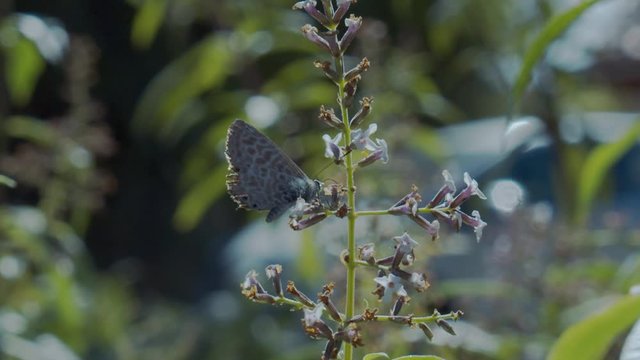 Lang's short-tailed blue butterfly gathering pollen of lemon verbena flowers in south of France