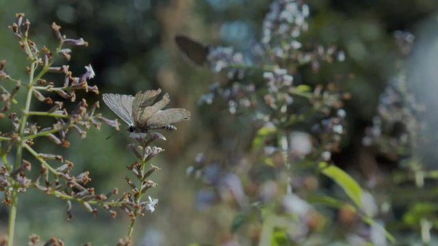 Lang's short-tailed blue butterfly resisting to the wind on lemon verbena flowers