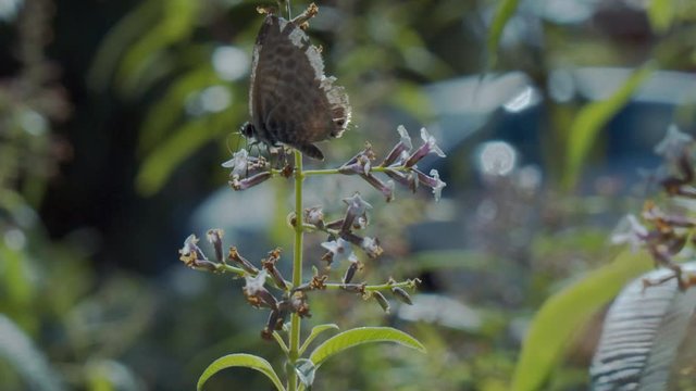 Lang's short-tailed blue butterfly flying to lemon verbena flowers in a garden in south of France