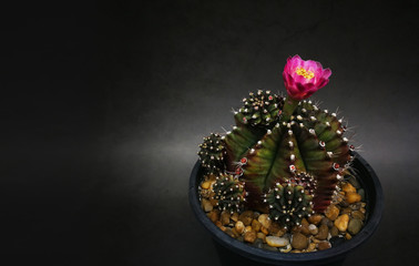 Red flower yellow pollen mini cactus in little pot. Another name Gymnocalycium commonly called chin cactus. Studio shot marble pattern background black tone.