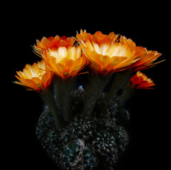 Orange flowers on mini cactus name Lobivia. little pot on isolated black background. Studio shot and lighting