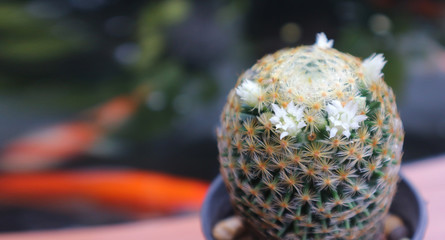 White flower mini cactus in little pot at home garden