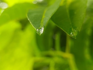 Water drop falling from a leaf. Natural background