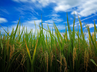 Golden rice and germinating seed on Feild. blue sky and white cloud for normal landscape and countryside photo  not panorama. Rice seedlings with Clipping path for change another sky or background.