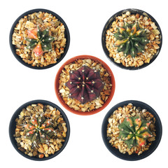 Set of mini cactus in little pot isolated on white background with clipping path. Astrophytum , Gymnocalyciam, Obregonia