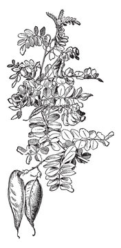 Colutea Arborescens vintage illustration.