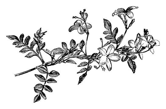 Flowering Spray of Jasminum Grandiflorum vintage illustration.