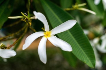 White Flower in the Garden