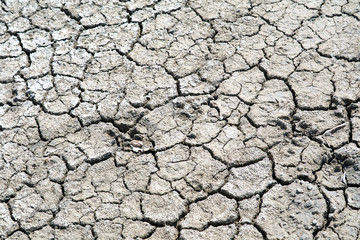 The soil is dry, the surface is cracked because sunburn on top dirt and rain doesn't for a long time