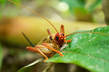 Fototapeta premium Cricket in the garden On the green leaves, plants