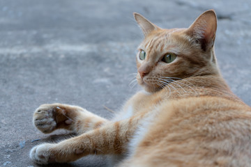 Portrait of ginger thai cat, close up relax cat