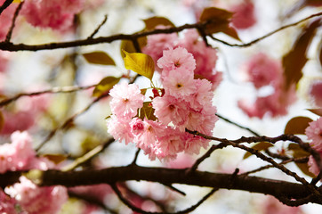 Fototapeta na wymiar Pink cherry blossom in bloom. Beautiful sakura flowers at springtime