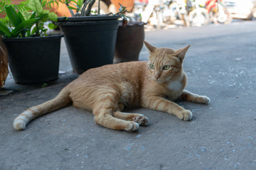Portrait of ginger thai cat, close up relax cat