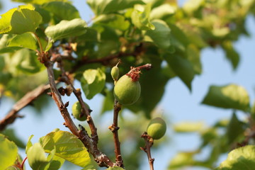 ripening spring fruit on a lush green apricot tree on an organic farm in rural New South Wales, Australia